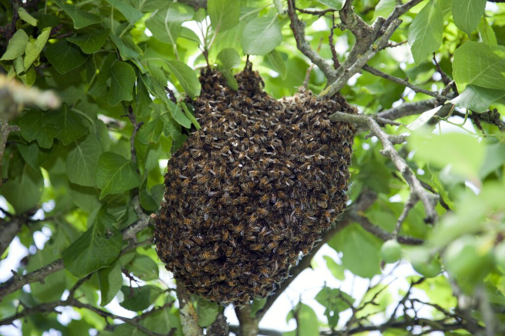 Que faire si je suis envahi par les abeilles de mon voisin