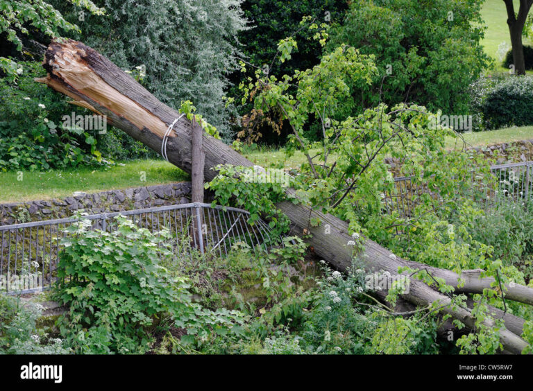 arbre tombe sur une cloture