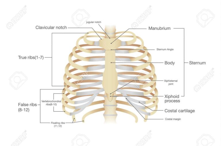 Combien de côtes un homme a-t-il par rapport à une femme 1 cotes humaines en illustration anatomique
