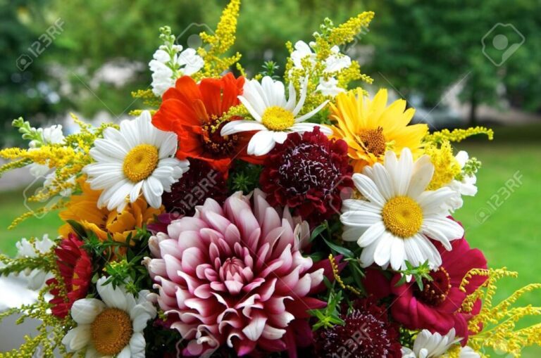 fleurs aux significations variees et colorees