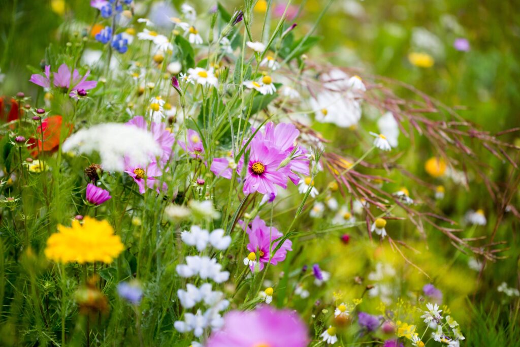 fleurs epanouies au printemps en france