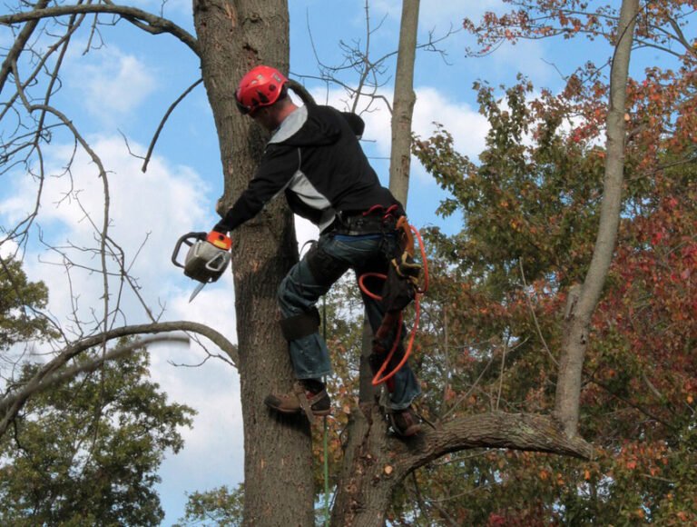 Pourquoi ai-je coupé les branches de mon voisin sans son accord 2 pourquoi ai je coupe les branches de mon voisin sans son accord