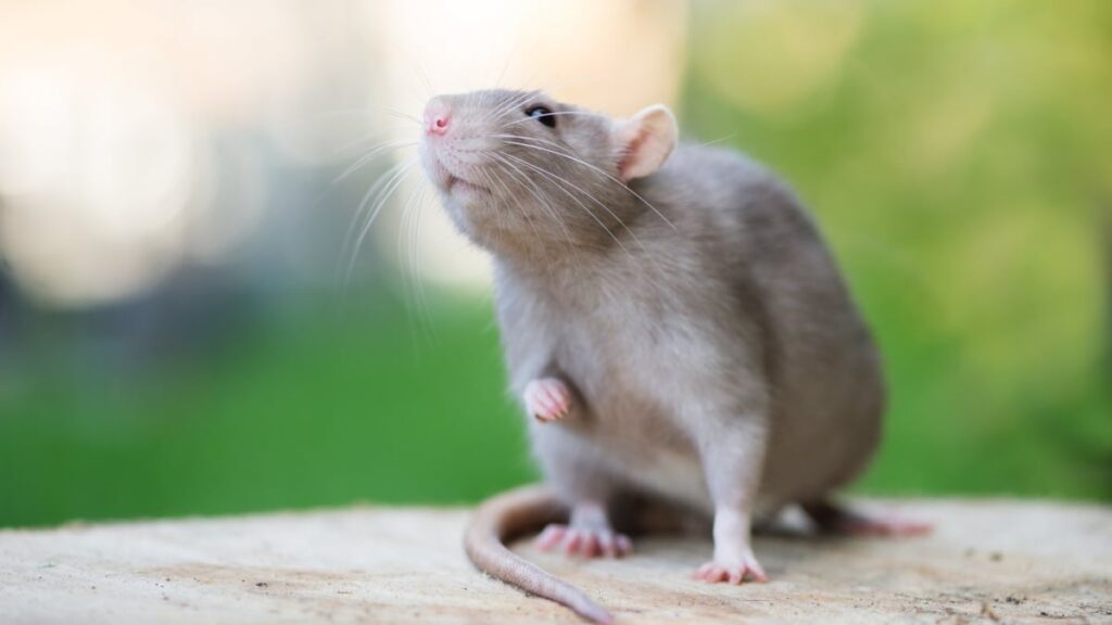 Quels sont les rats d’un genre particulier que l’on peut trouver