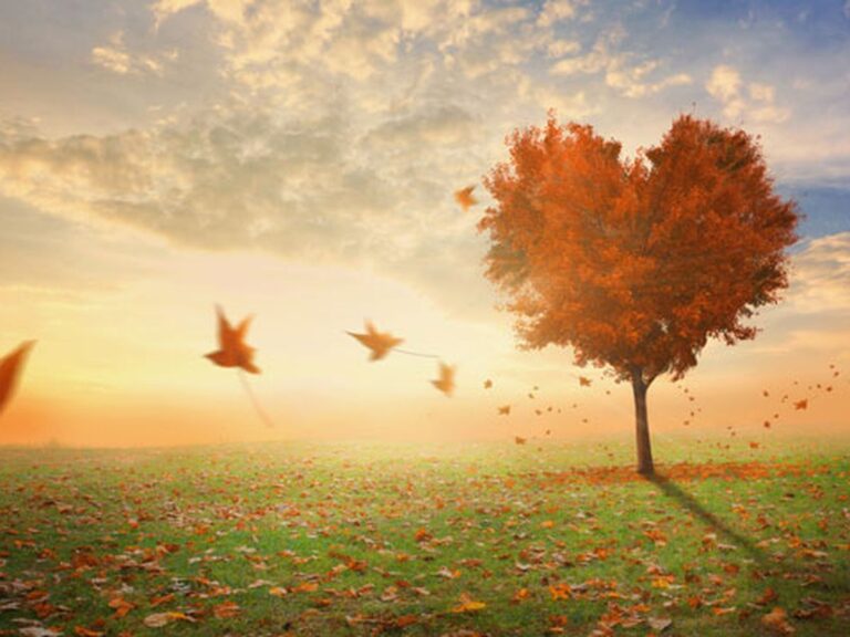 Pourquoi est-il important de laisser partir ce qui doit partir 1 un arbre perdant ses feuilles en automne