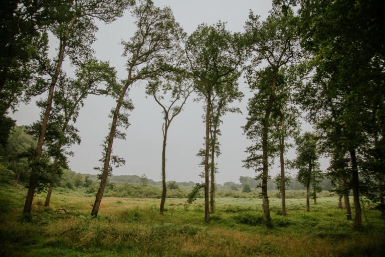 un arbre poussant lentement dans la nature