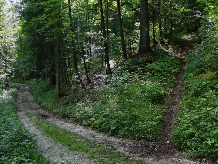 Que reste-t-il de nos erreurs et comment en tirer des leçons 2 un chemin qui bifurque dans une foret